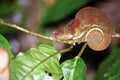 Beautiful Cryptic or blue-legged Chameleon (Calumma crypticum) Royalty Free Stock Photo