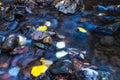 Beautiful crystal clean small creek in the Carpathian mountains at autumn Royalty Free Stock Photo