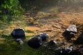 Beautiful crystal clear water of the natural spring with the rocks and morning sunlight on the water and reflection of the green Royalty Free Stock Photo