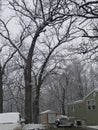 Beautiful crystal snow on trees morning