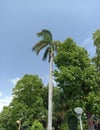 Beautiful  Cuban royal palm tree and blue sky background in udaipur in rajasthan in india Royalty Free Stock Photo