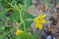 Beautiful Cucumber Plant with Little Cucumber. Royalty Free Stock Photo