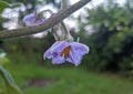 A beautiful cultivated eggplant flowers