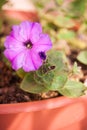 Beautiful cultivated violet Petunia in pot on terrace, home garden flower Royalty Free Stock Photo