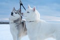 beautiful couple of mini husky with blue eyes posing together at frozen snow at sunset. winter