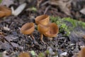 The beautiful cups Dumontinia tuberosa (syn. Sclerotinia tuberosa)