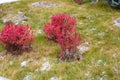 Beautiful curb appeal of a classic holiday home in Siberia with a beautiful front yard landscaping. Image of landscaping.