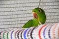 A Pionus maximiliani bird on top of the mat in its cage Royalty Free Stock Photo