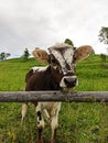 Beautiful curious brown and white calf looks into camera on background of village yard, green grass and trees. Portrait of farm Royalty Free Stock Photo