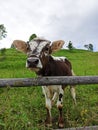 Beautiful curious brown and white calf looks into camera on background of village yard, green grass and trees. Portrait of farm Royalty Free Stock Photo