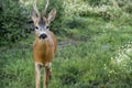 A beautiful curious fawn deer held in captivity approaching Royalty Free Stock Photo