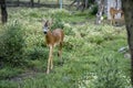 A beautiful curious fawn deer held in captivity approaching Royalty Free Stock Photo