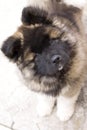 Beautiful curious furry dog - ready to play Royalty Free Stock Photo