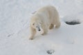 Beautiful curious polar bear walking on snow. Ursus maritimus Royalty Free Stock Photo