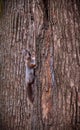 Beautiful Curious squirrel sits on tree trunk Royalty Free Stock Photo