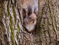 Beautiful Curious squirrel sitting in hollow tree Royalty Free Stock Photo