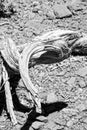 curious withered twisted tree bough on stony background