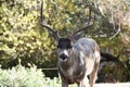 Beautiful Curious Young Male Mule Deer Buck In Northern California