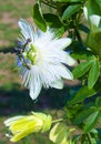 Beautiful curly flower Passiflora passion flower