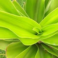 Beautiful curve of Crinum lily leaf stock photo,Green ornamental plants look like pandanus leaves Royalty Free Stock Photo