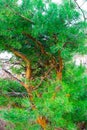 Beautiful curved branches of a pine tree closeup Royalty Free Stock Photo