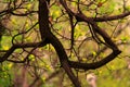 Beautiful curved brown branch with young small leaves, blurred background, spring