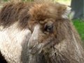 Cute Baby camel face