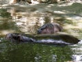 Cute baby hippo and adult hippopotamus in water Royalty Free Stock Photo