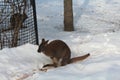 A baby kangaroo at the zoo Royalty Free Stock Photo