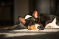 Beautiful cute Basenji dog lying at home on a gray carpet