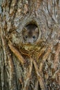 Beautiful cute beech marten, forest animal, Martes foina.