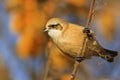 Beautiful cute bird on a sunny autumn day