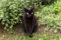 Beautiful cute black bombay cat portrait with yellow eyes sit in spring summer garden in green grass and plants Royalty Free Stock Photo