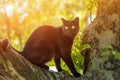 Beautiful cute black Bombay cat sit on the tree in sunlight