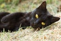 Beautiful cute black bombay cat with yellow eyes lies outdoors. Portrait closeup Royalty Free Stock Photo