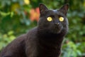 Beautiful cute black cat portrait with big round yellow eyes close up, outdoors in nature on green leaves background Royalty Free Stock Photo