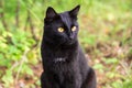 Beautiful cute black cat portrait outdoor in nature close up Royalty Free Stock Photo