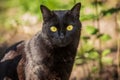 Beautiful cute black cat portrait with yellow eyes and long mustache in nature Royalty Free Stock Photo