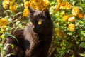 Beautiful cute black cat portrait with yellow eyes in orange flowers in nature Royalty Free Stock Photo