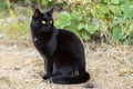 Beautiful cute black cat with yellow eyes sits outdoors in grass in nature Royalty Free Stock Photo