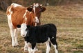 Beautiful cute black and white calf standing  near brown cow with chain and looking on background of autumn trees and field. Royalty Free Stock Photo