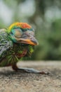 A beautiful and cute blue throated barbet psilopogon asiaticus or megalaima asiatica chick