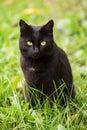 Beautiful cute bombay black cat with yellow eyes and insight look sits in green grass in nature in spring garden Royalty Free Stock Photo