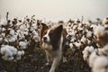 Beautiful cute border collie dog expectant and focused outdoor in a cotton field Royalty Free Stock Photo