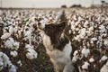 Beautiful cute border collie dog expectant and focused outdoor in a cotton field Royalty Free Stock Photo