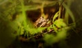 A beautiful cute brown frog hid in the green grass on a summer day. A frog in the wild. Cold-blooded animals Royalty Free Stock Photo