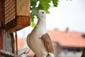 Beautiful and cute brown pigeon with a white head and short beaked on a terrace Royalty Free Stock Photo