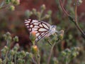 Beautiful and cute butterfly on green grass. photo off whaite butterfly.