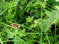 Beautiful cute butterfly wood brown color