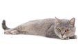 Beautiful  cute cat laying down and resting on white background Royalty Free Stock Photo